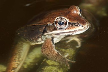Wood Frog (Rana sylvatica) clipart