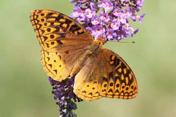 Great Spangled Fritillary Butterfly — Stock Photo, Image