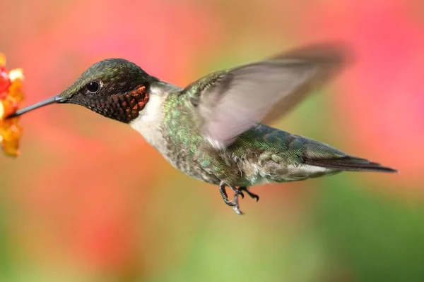 Colibrí macho de garganta rubí (archilochus colubris ) — Foto de Stock