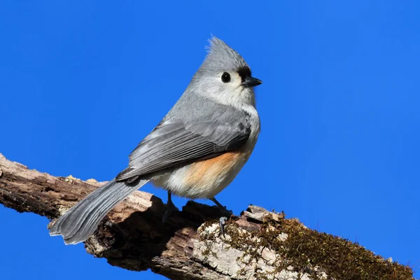 Vogel op een stok — Stockfoto