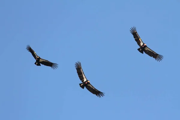 Condors de Californie (Gymnogyps californianus) ) — Photo