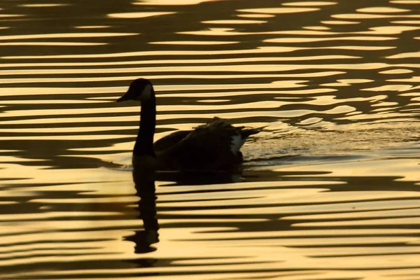 Kanadagås (branta canadensis)) — Stockfoto