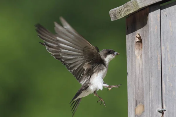 Alimentation de l'hirondelle des arbres Apportant de la nourriture au nid — Photo