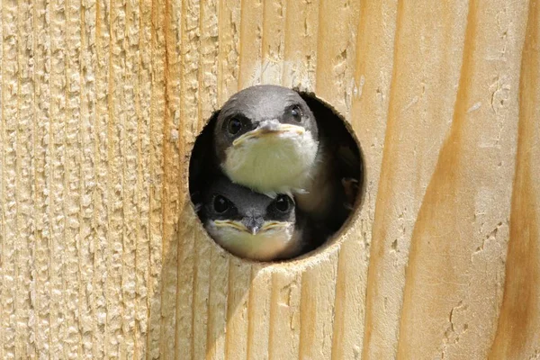 Hirondelle d'arbre dans une maison d'oiseaux — Photo