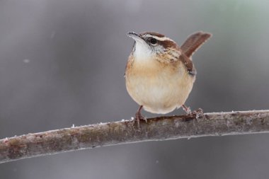 Carolina wren kış