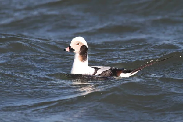 Long-tailed Duck (Oldsquaw) — Stock Photo, Image