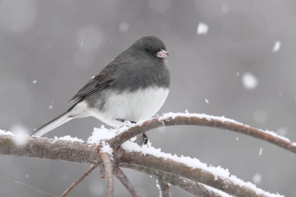 Junco su un ramo coperto di neve — Foto Stock