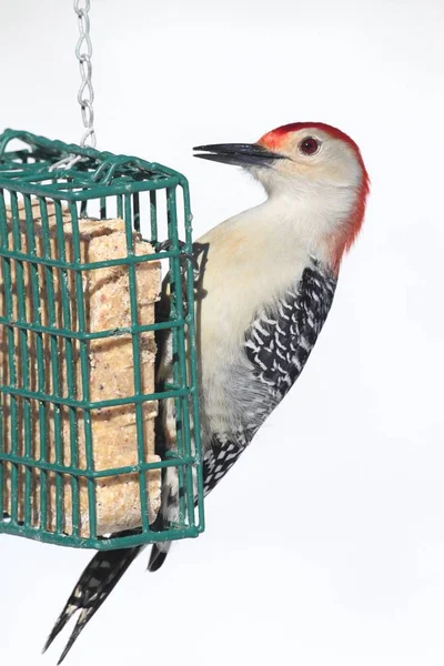 Pica-pau-de-barriga-vermelha (Melanerpes carolinus) em um alimentador — Fotografia de Stock