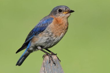 kadın Doğu bluebird