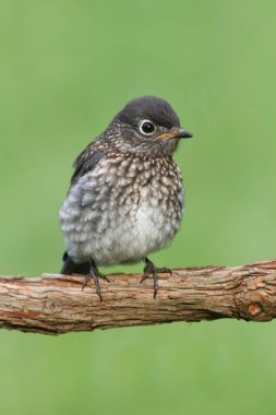 Bebek Doğu mavi kuş