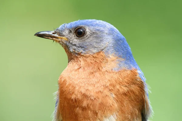 Doğu mavi kuş portre — Stok fotoğraf