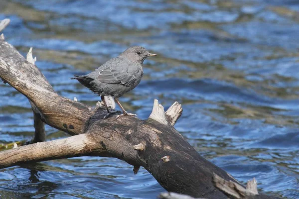 Pantofola americana (Cinclus mexicanus ) — Foto Stock