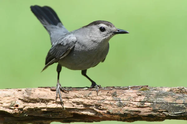 Pássaro cinzento (dumetella carolinensis) — Fotografia de Stock