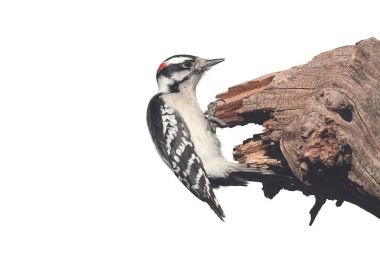 Tüylü ağaçkakan (Picoides pubescens)