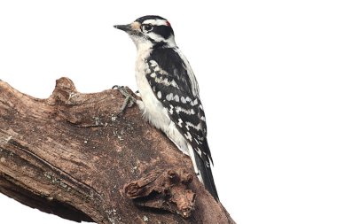 Tüylü ağaçkakan (Picoides pubescens)