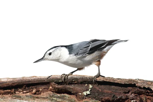 Fågel på en gren på vit — Stockfoto