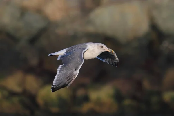 Western Gull (Larus occidentalis) do oceánu — Stock fotografie