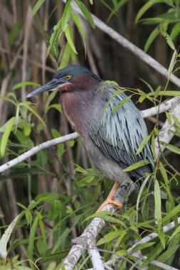 Yeşil balıkçıl (butorides virescens)