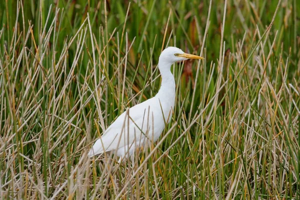Cattle Egret (Bubulcus ibis) — Stock Photo, Image