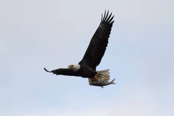 อีเกิ้ลหัวล้านตัวเต็มวัย (haliaeetus Lucascocephalus ) — ภาพถ่ายสต็อก