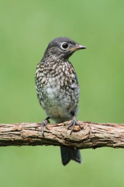 Bebek Doğu mavi kuş