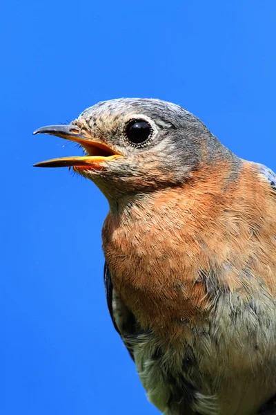 Female Eastern Bluebird (Sialia sialis) — Stock Photo, Image