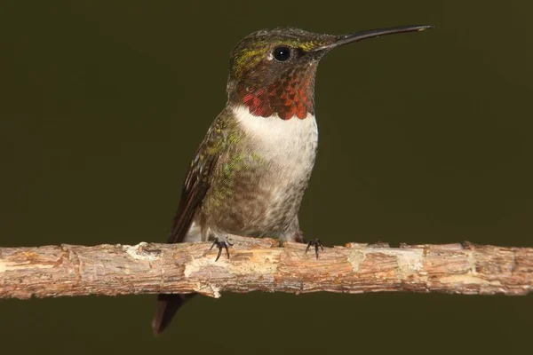 Kéknyakú kolibri (Archilochus colubris)) — Stock Fotó