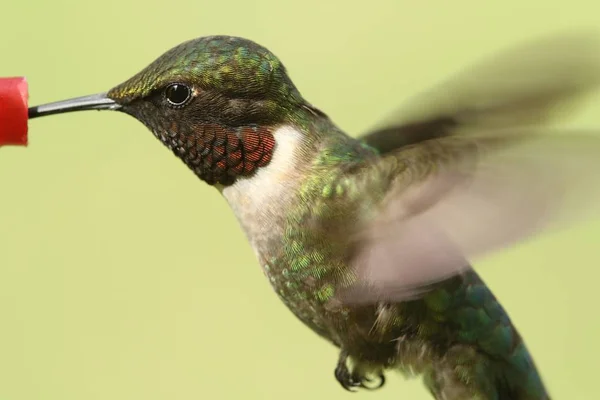 Colibrí macho de garganta rubí (archilochus colubris ) — Foto de Stock