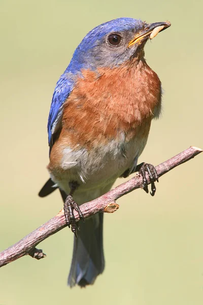 Bluebird oriental masculino (Sialia sialis ) — Fotografia de Stock