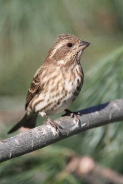 Mor Finch (Carpodacus purpureus)