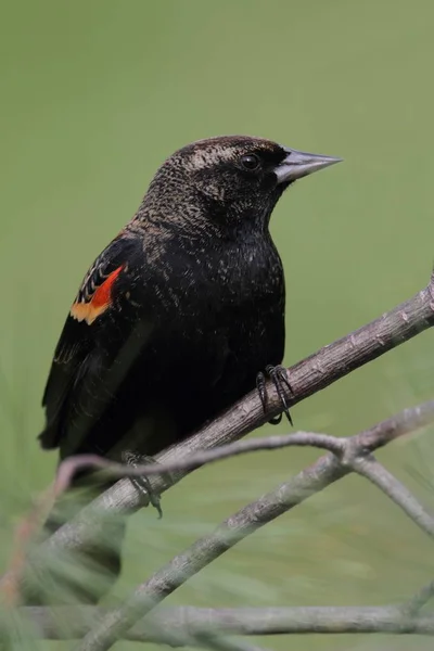 Erkek Kırmızı Kanatlı Karatavuk (Agelaius Phoeniceus) — Stok fotoğraf