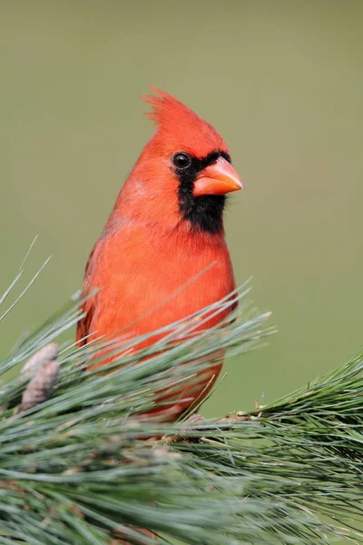 Hombre cardenal en una rama — Foto de Stock