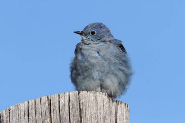 Erkek dağ mavi kuş (Sialia currucoides)
