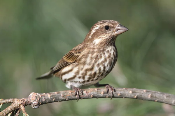 Mor Finch (Carpodacus purpureus) — Stok fotoğraf