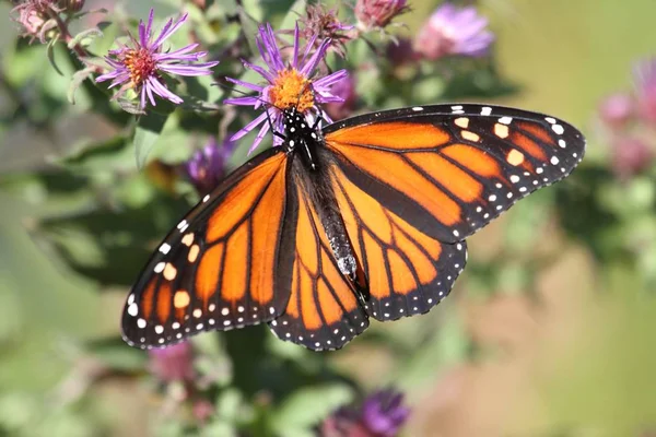 Monarkfjäril (danaus plexippus)) — Stockfoto