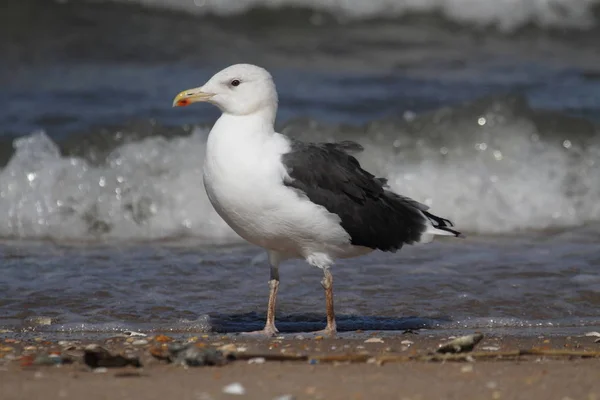 Adulto Greater Black-backed Gull By The Ocean — Fotografia de Stock