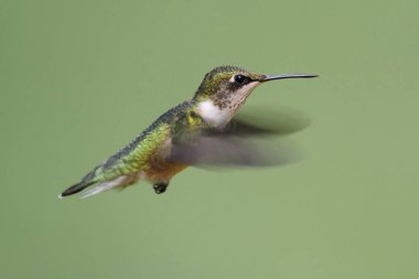 Yakut boğazlı sinekkuşu (Archilochus colubris)