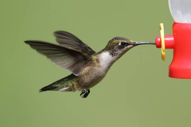 Ruby-throated Hummingbird (archilochus colubris) clipart
