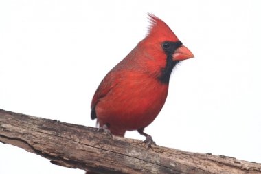 beyaz üzerine Kuzey Kardinal
