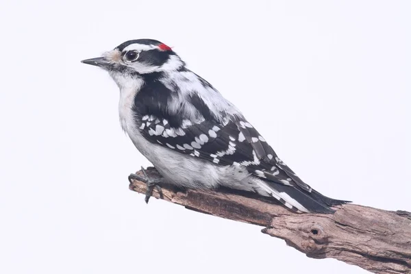 Pica-pau-de-baixo (Picoides pubescens ) — Fotografia de Stock