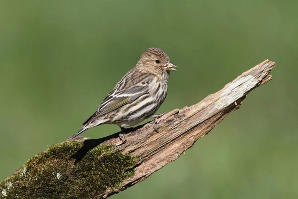 Pine Siskin Perched — Stock Photo, Image
