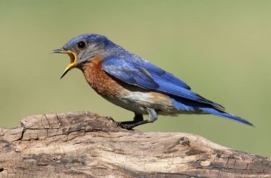 erkek Doğu bluebird