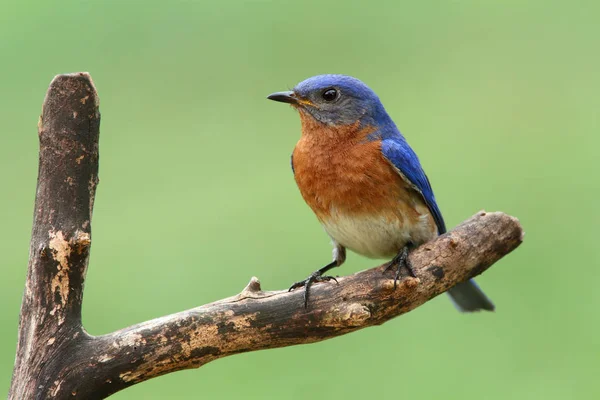 Männlicher Östlicher Blauvogel — Stockfoto