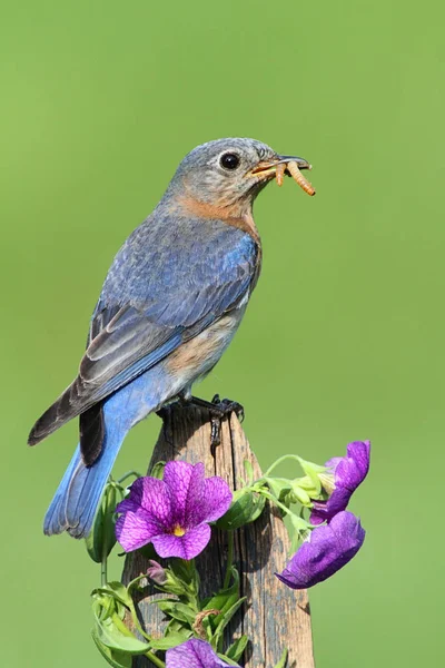 Kadın Doğu bluebird — Stok fotoğraf