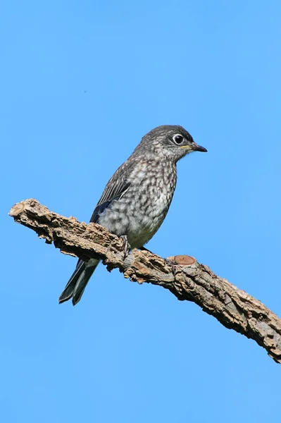 Juvenilní východní Bluebird (Sialia sialis) — Stock fotografie