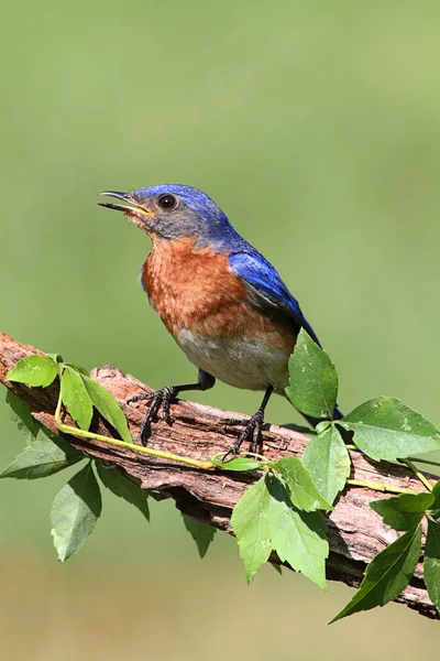 Male Eastern Bluebird — Stock Photo, Image