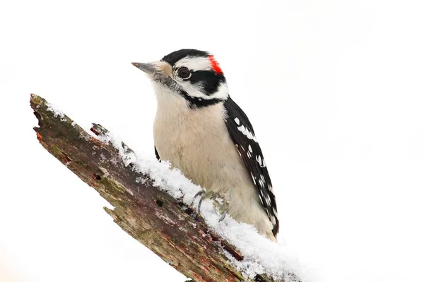 Strakapoud osikový (Picoides pubescens) — Stock fotografie