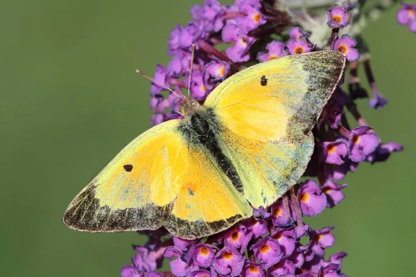 Bulutlu sülfür (Colias philodice) kelebek — Stok fotoğraf