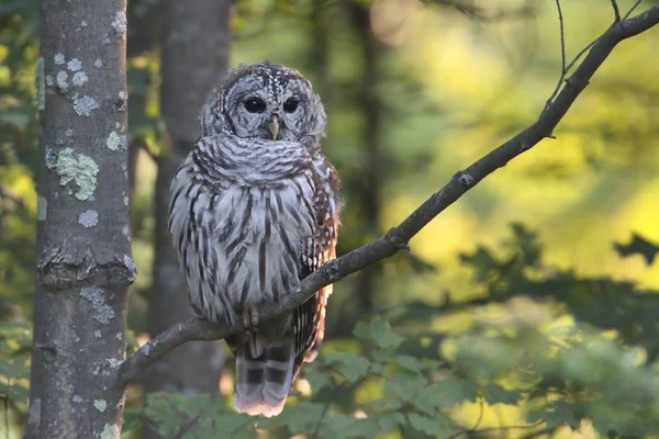 Steinkauz (strix varia)) — Stockfoto