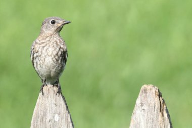Bebek Doğu mavi kuş